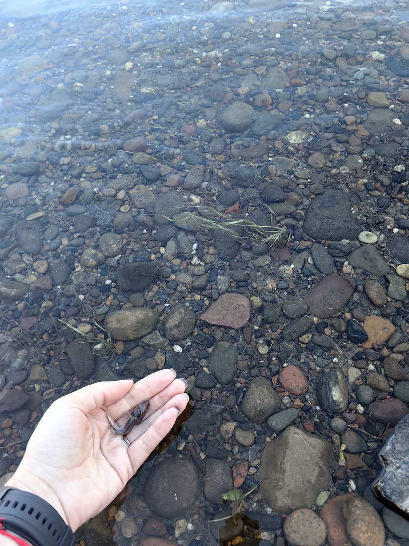 Тысячи мальков сибирского осетра выпущены в реку Енисей