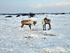 Общине «Луньво» («Место, где шумят ветра») компания подарила двух оленей — важенку и хора