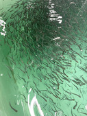 После открытия шлюзов вместе с водой рыбная молодь попадает в водоемы Обь-Иртышского бассейна
