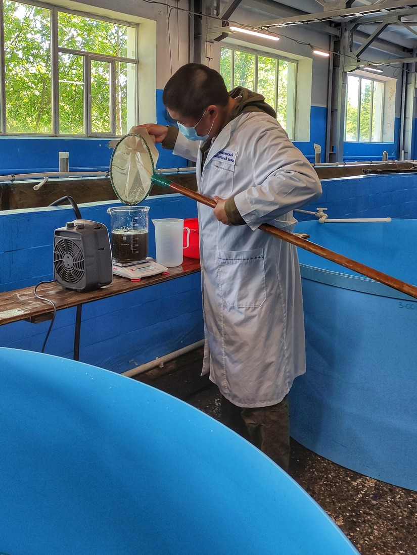 Личинки пеляди выращены на  Чернышевском рыбоводном заводе