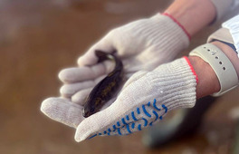 Свыше тысячи мальков атлантического лосося выпущены в реку Онега в Архангельской области