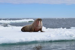 Приоритетом при освоении Арктики является ответственное отношение к окружающей среде