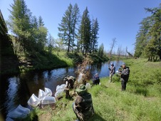 Процесс выпуска личинок пеляди в реку Аанньаах Вилюйского водохранилища